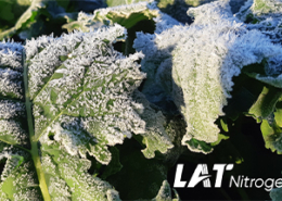 Titelbild: LAT Nitrogen mit vereisten Rapsblättern
