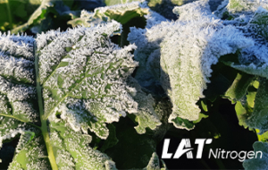 Für Raps schon im Herbst die Basis für hohe Erträge legen!