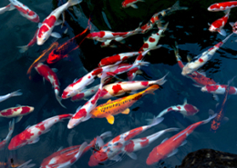 Titelbild: Rot-Weiße Kois in einem Teich von oben betrachtet mit einem goldenen Fisch in der Mitte