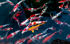 Sauerstoffmanagement in der Fischzucht
