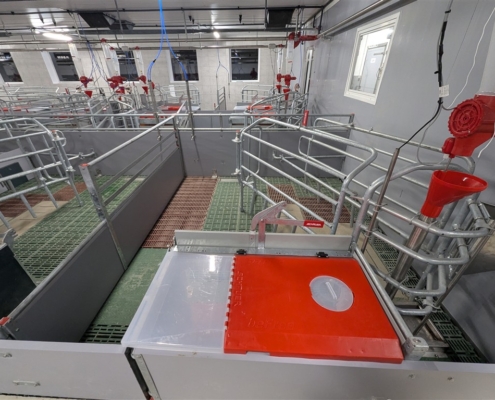 BeFree-Bewegungsabferkelbucht mit integriertem Ferkelnest und am Gang platzierter Trog im Schweinestall