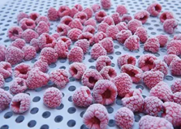 kryogen tiefgekühlte Himbeeren