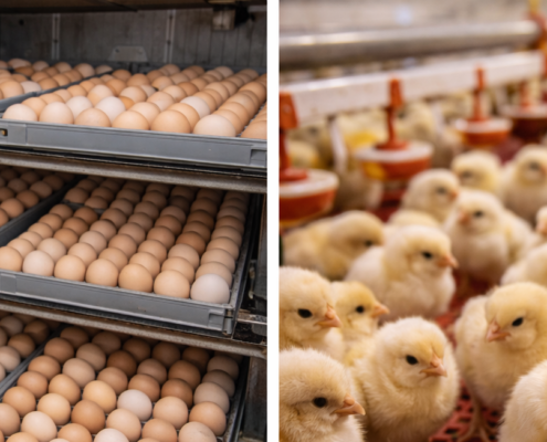 ChatGPT: Eier und Küken