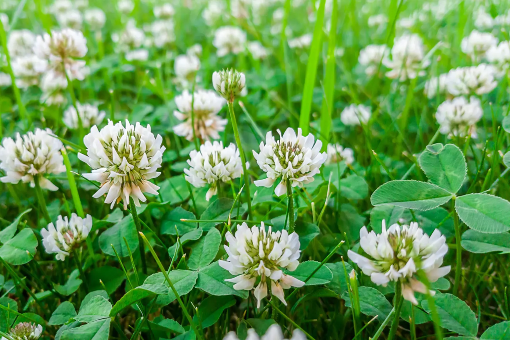 Weißklee