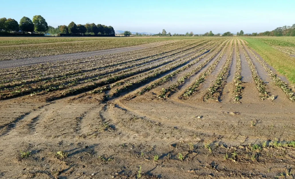 Der gezielte Einsatz von Branntkalk reduziert Bodenverschlämmung.