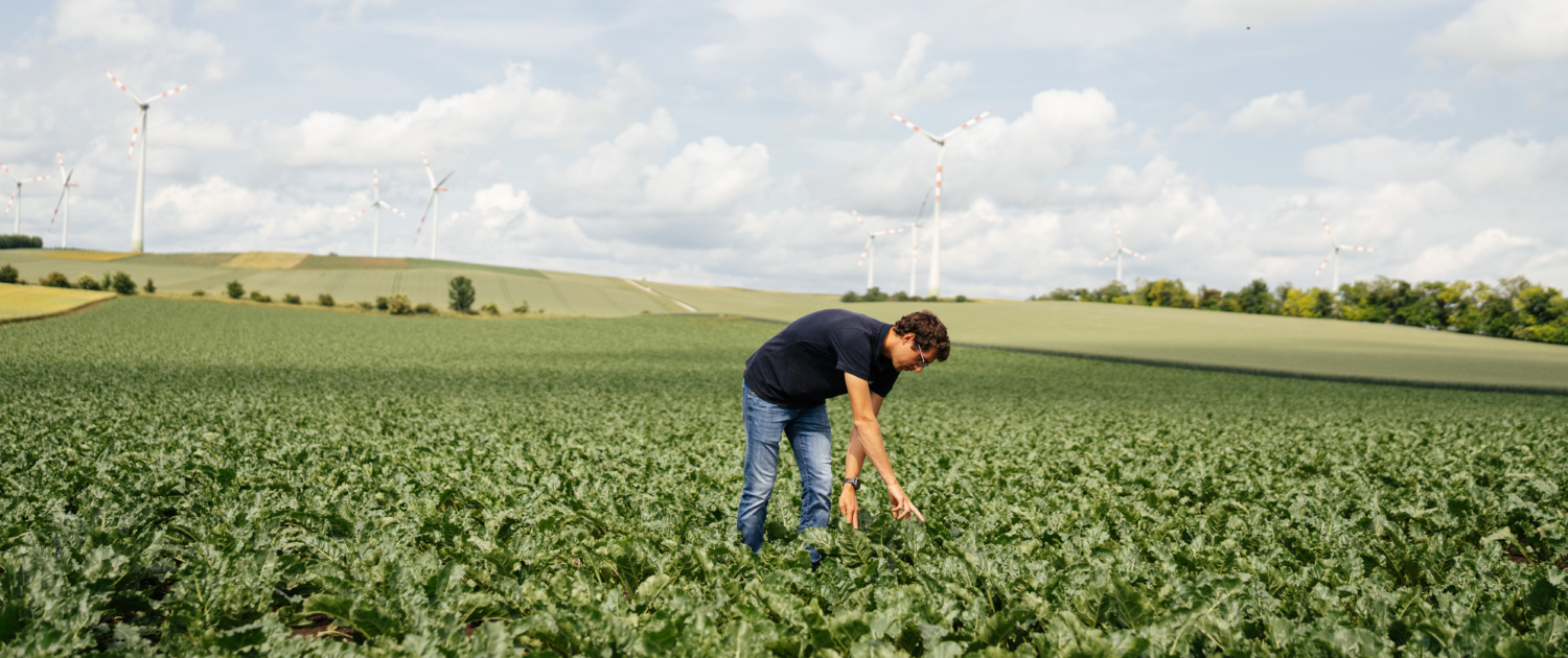 PR_CuproforFlow_Zuckerruebe_Rojacz_DSC08037